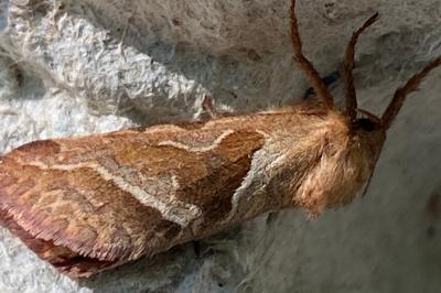 <i>Triodia sylvina</i>