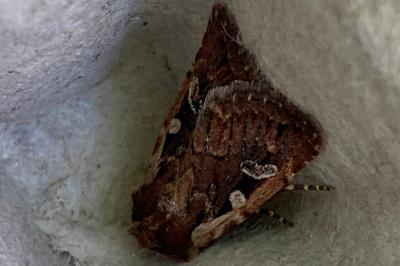 <i>Xestia agathina</i>