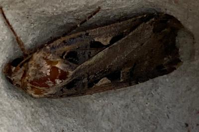<i>Xestia c-nigrum</i>