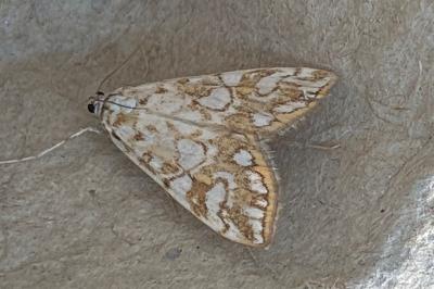 <i>Elophila nymphaeata</i>