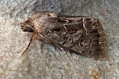 <i>Thalpophila matura</i>