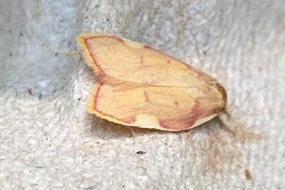 <i>Carcina quercana</i>