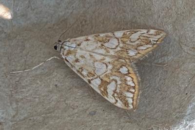<i>Elophila nymphaeata</i>