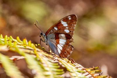 <i>Limenitis reducta</i>