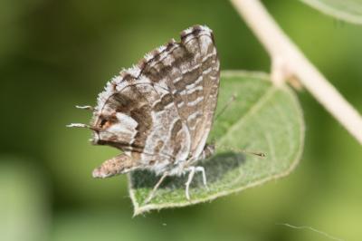<i>Cacyreus marshalli</i>