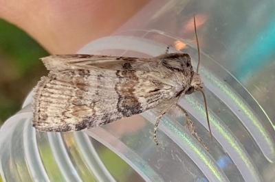 <i>Cymatophorina diluta</i>