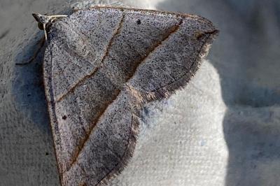 <i>Scotopteryx</i>