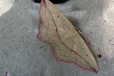 <i>Timandra comae</i>