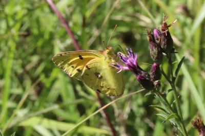 <i>Colias crocea</i>