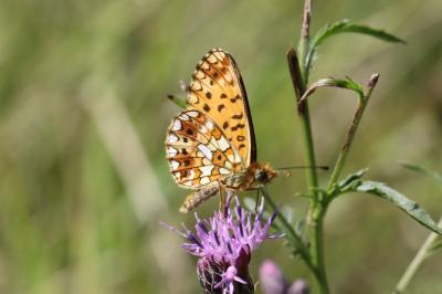 <i>Boloria selene</i>