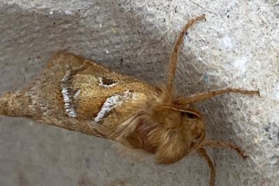 <i>Triodia sylvina</i>