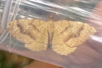 <i>Camptogramma bilineata</i>