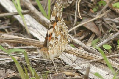 <i>Vanessa cardui</i>