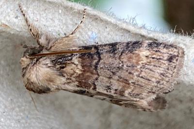 <i>Cymatophorina diluta</i>
