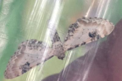 <i>Eupithecia centaureata</i>