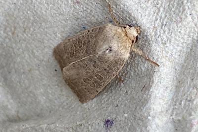 <i>Hoplodrina ambigua</i>