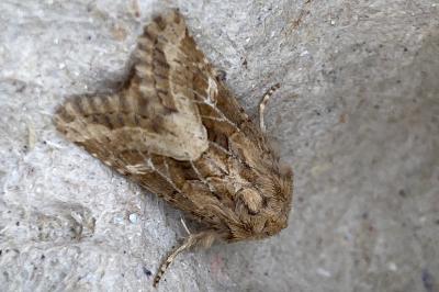 <i>Luperina dumerilii</i>