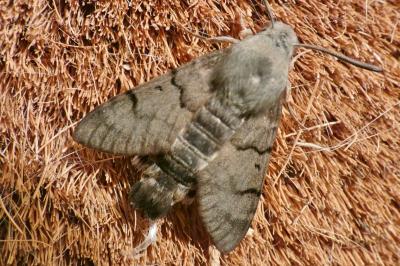 <i>Macroglossum stellatarum</i>