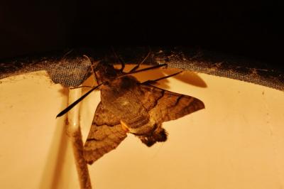 <i>Macroglossum stellatarum</i>