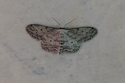 <i>Idaea seriata</i>