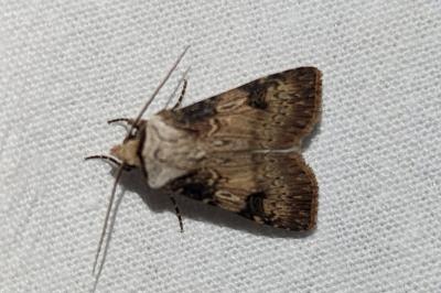 <i>Agrotis puta</i>