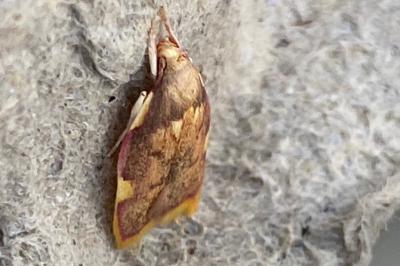 <i>Carcina quercana</i>