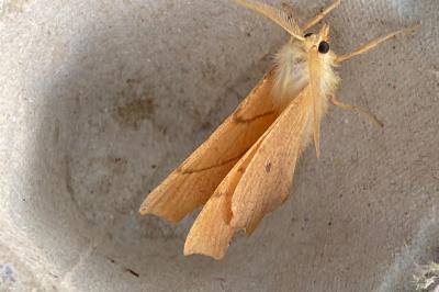 <i>Ennomos erosaria</i>