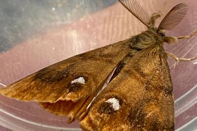 <i>Orgyia antiqua</i>