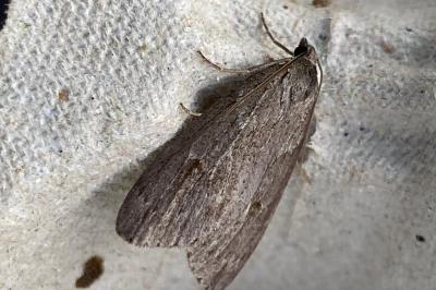 <i>Pachycnemia hippocastanaria</i>