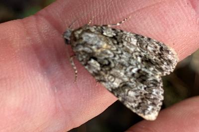 <i>Acronicta rumicis</i>