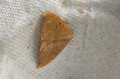 <i>Watsonalla binaria</i>
