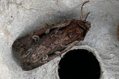 <i>Xestia agathina</i>