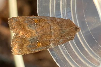 <i>Eupsilia transversa</i>