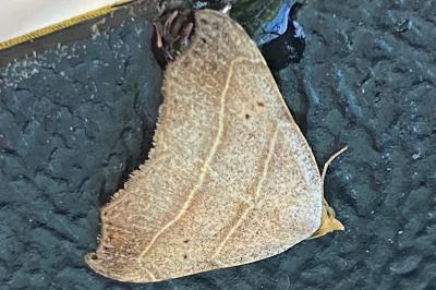 <i>Laspeyria flexula</i>