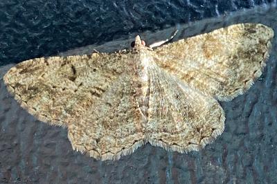 <i>Peribatodes rhomboidaria</i>