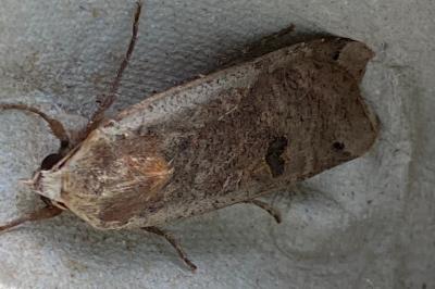 <i>Noctua pronuba</i>