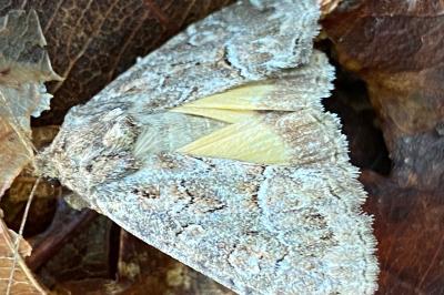 <i>Thalpophila matura</i>
