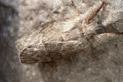 <i>Trichiura crataegi</i>
