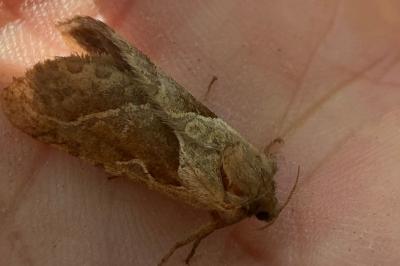 <i>Triodia sylvina</i>