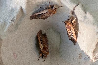 <i>Xestia agathina</i>
