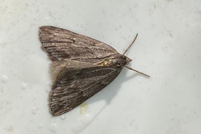 <i>Pachycnemia hippocastanaria</i>