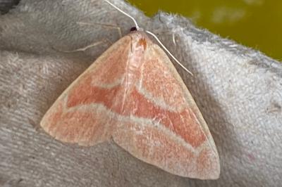 <i>Hylaea fasciaria</i>