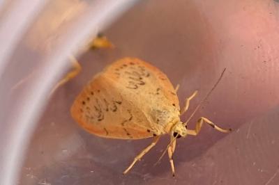 <i>Miltochrista miniata</i>
