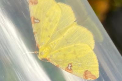 <i>Opisthograptis luteolata</i>