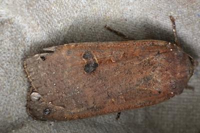 <i>Noctua pronuba</i>