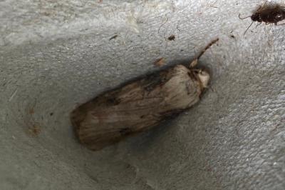 <i>Agrotis puta</i>
