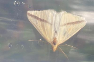<i>Rhodometra sacraria</i>