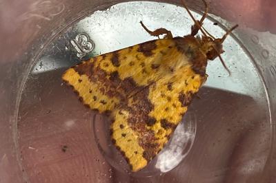 <i>Xanthia togata</i>