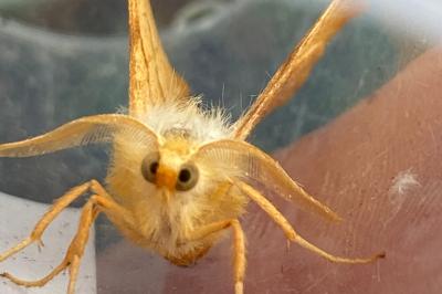<i>Ennomos erosaria</i>