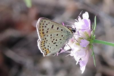 <i>Lycaena tityrus</i>